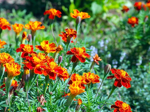 Güzel çiçek astarı bahçedeki çimlerde kadife çiçekleri