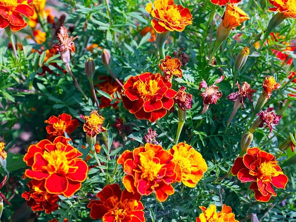 Güzel çiçek astarı bahçedeki çimlerde kadife çiçekleri