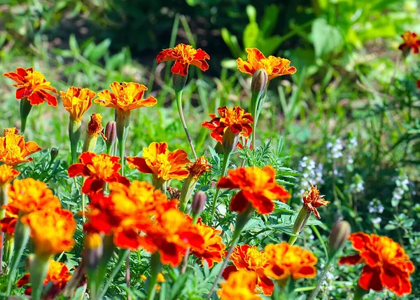 Güzel çiçek astarı bahçedeki çimlerde kadife çiçekleri