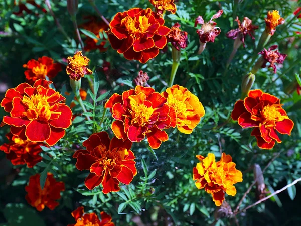Güzel çiçek astarı bahçedeki çimlerde kadife çiçekleri