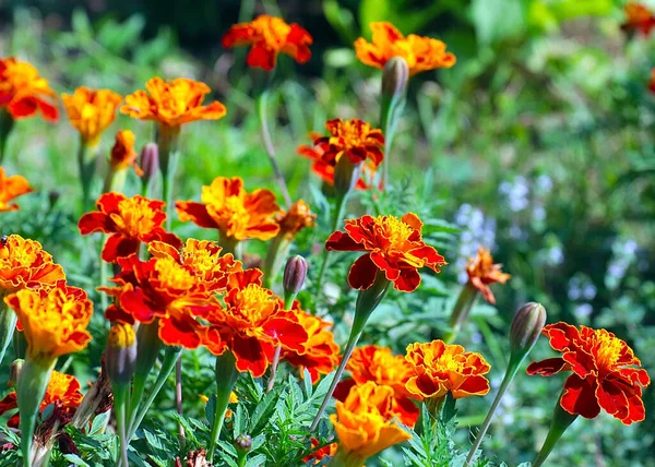 Güzel çiçek astarı bahçedeki çimlerde kadife çiçekleri