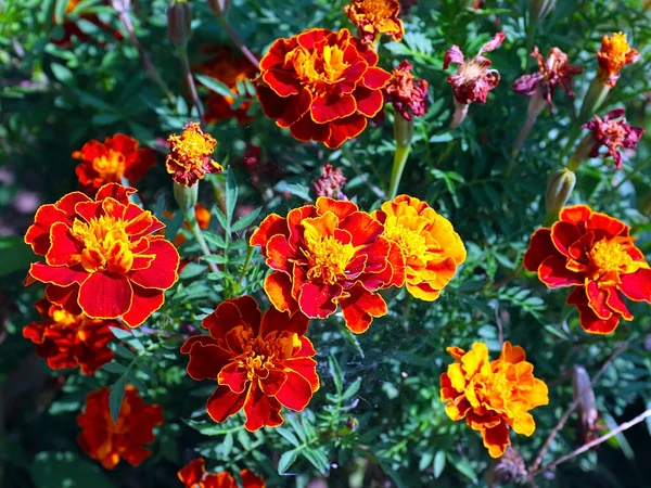 Güzel çiçek astarı bahçedeki çimlerde kadife çiçekleri