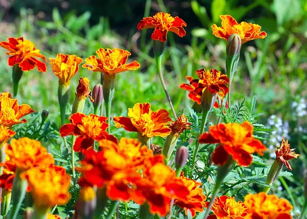Krásné Květiny Astry Loutky Zahradě Parku Trávník — Stock fotografie