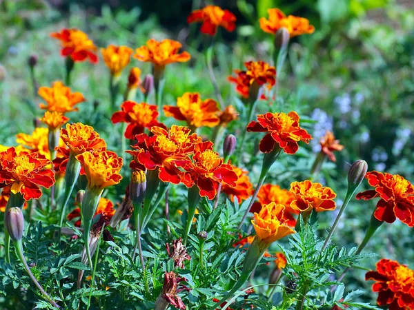 Güzel çiçek astarı bahçedeki çimlerde kadife çiçekleri