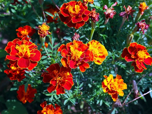 Belles Fleurs Asters Soucis Sur Une Pelouse Jardin Parc — Photo