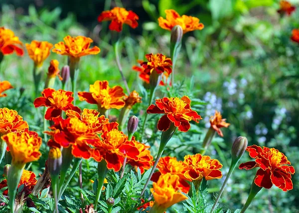 Güzel çiçek astarı bahçedeki çimlerde kadife çiçekleri