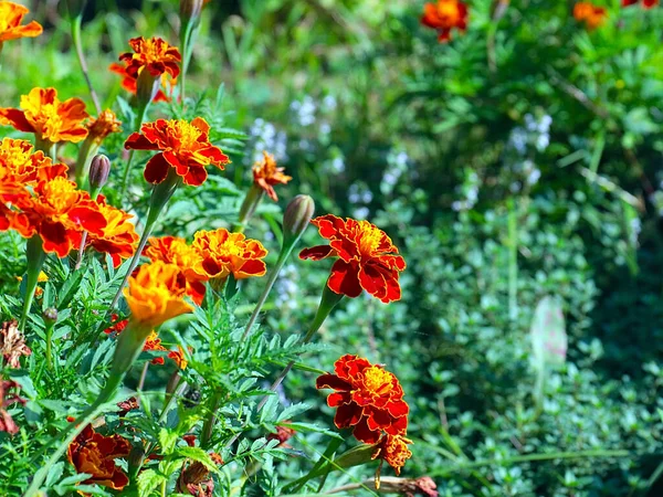 Güzel çiçek astarı bahçedeki çimlerde kadife çiçekleri