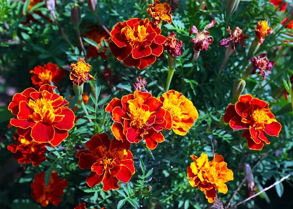 Güzel çiçek astarı bahçedeki çimlerde kadife çiçekleri
