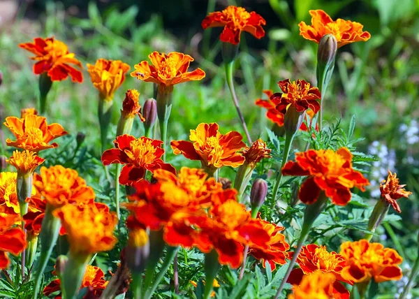 Güzel çiçek astarı bahçedeki çimlerde kadife çiçekleri