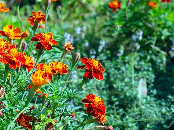 Красиві Квіткові Айстри Чорнобривці Садовому Парку Газону — стокове фото