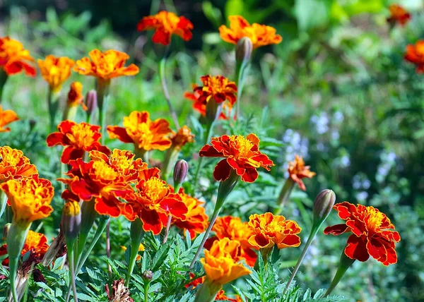 Güzel çiçek astarı bahçedeki çimlerde kadife çiçekleri