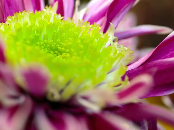 Hermoso Crisantemo Rojo Flor Como Símbolo Amor Prosperidad — Foto de Stock