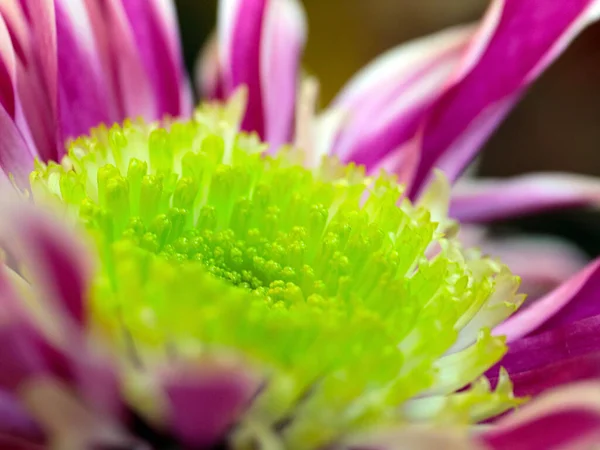 Hermoso Crisantemo Rojo Flor Como Símbolo Amor Prosperidad — Foto de Stock