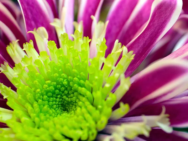 Schöne Blume Rote Chrysantheme Als Symbol Für Liebe Und Wohlstand — Stockfoto