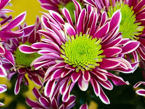 Schöne Blume Rote Chrysantheme Als Symbol Für Liebe Und Wohlstand — Stockfoto