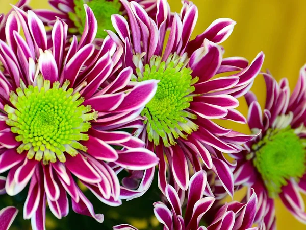 Güzel çiçek kırmızı kasımpatı aşkın ve refahın sembolü.