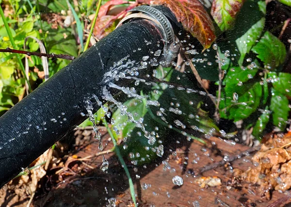 澄んだ水がゴム製のホースの穴を通って灌漑用に流れ込み — ストック写真