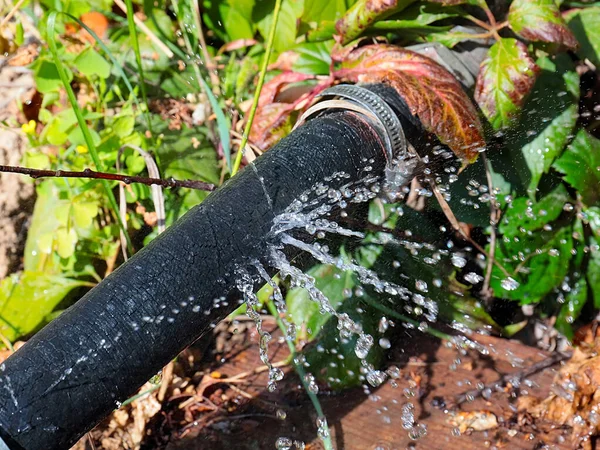 Clear Water Flows Out Pressure Holes Rubber Hose Irrigation Stock Image