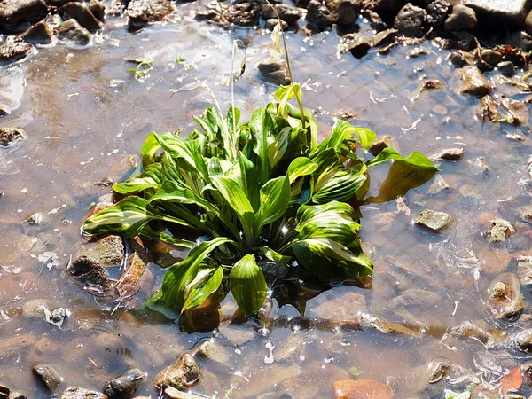 Belle Plante Verte Hosta Dans Eau Sale — Photo