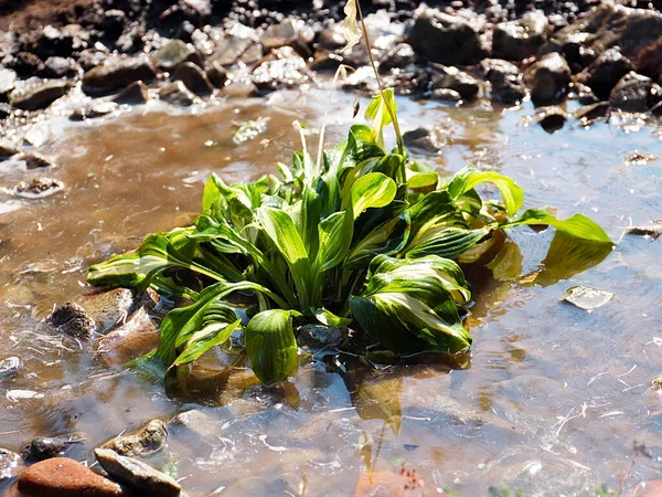 Belle Plante Verte Hosta Dans Eau Sale — Photo