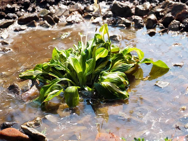 Belle Plante Verte Hosta Dans Eau Sale — Photo