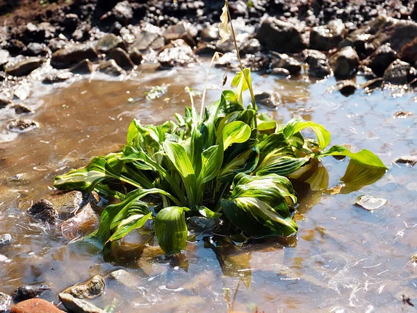 Belle Plante Verte Hosta Dans Eau Sale — Photo