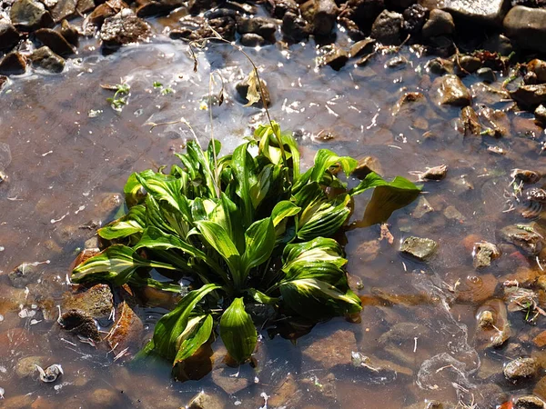 Belle Plante Verte Hosta Dans Eau Sale — Photo