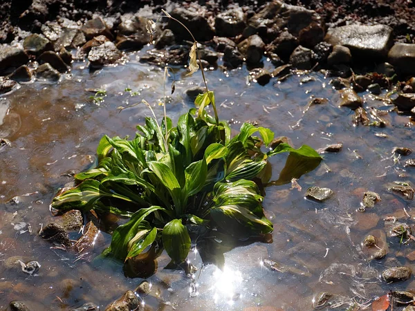 Belle Plante Verte Hosta Dans Eau Sale — Photo