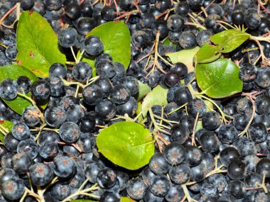 harika fırçalar ve siyah kül meyveleri anti-viral savunmanın bir parçası olarak