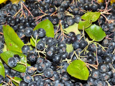 harika fırçalar ve siyah kül meyveleri anti-viral savunmanın bir parçası olarak