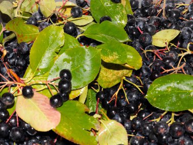 harika fırçalar ve siyah kül meyveleri anti-viral savunmanın bir parçası olarak
