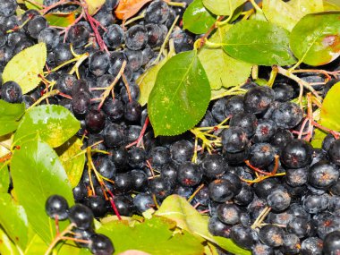 harika fırçalar ve siyah kül meyveleri anti-viral savunmanın bir parçası olarak