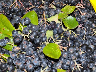 harika fırçalar ve siyah kül meyveleri anti-viral savunmanın bir parçası olarak