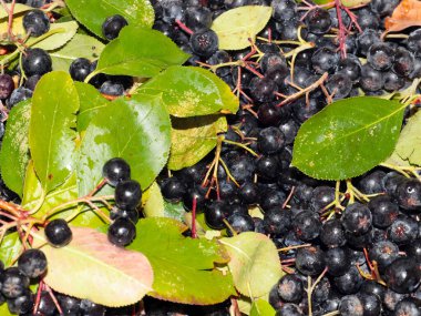 harika fırçalar ve siyah kül meyveleri anti-viral savunmanın bir parçası olarak