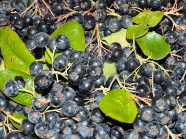 harika fırçalar ve siyah kül meyveleri anti-viral savunmanın bir parçası olarak