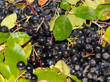 harika fırçalar ve siyah kül meyveleri anti-viral savunmanın bir parçası olarak