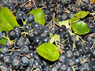 harika fırçalar ve siyah kül meyveleri anti-viral savunmanın bir parçası olarak