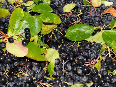 harika fırçalar ve siyah kül meyveleri anti-viral savunmanın bir parçası olarak