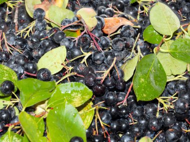 harika fırçalar ve siyah kül meyveleri anti-viral savunmanın bir parçası olarak