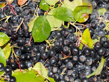 harika fırçalar ve siyah kül meyveleri anti-viral savunmanın bir parçası olarak