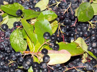 harika fırçalar ve siyah kül meyveleri anti-viral savunmanın bir parçası olarak