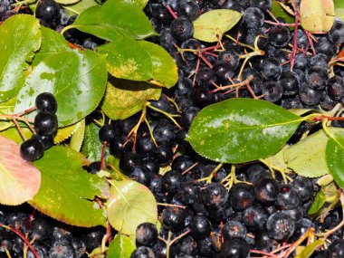 harika fırçalar ve siyah kül meyveleri anti-viral savunmanın bir parçası olarak