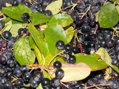 harika fırçalar ve siyah kül meyveleri anti-viral savunmanın bir parçası olarak