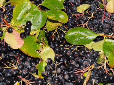 harika fırçalar ve siyah kül meyveleri anti-viral savunmanın bir parçası olarak