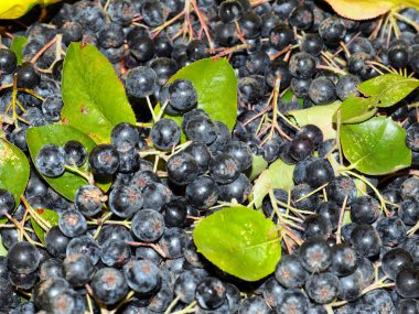 harika fırçalar ve siyah kül meyveleri anti-viral savunmanın bir parçası olarak