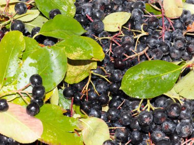 harika fırçalar ve siyah kül meyveleri anti-viral savunmanın bir parçası olarak