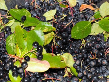 harika fırçalar ve siyah kül meyveleri anti-viral savunmanın bir parçası olarak