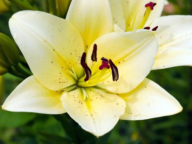 Güzel bahçe çiçeği beyaz zambak aşkın ve saflığın sembolü olarak