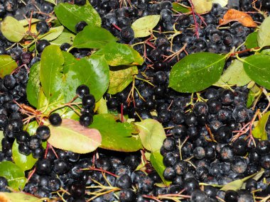 harika fırçalar ve siyah kül meyveleri anti-viral savunmanın bir parçası olarak