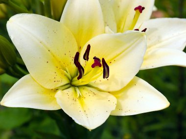 Güzel bahçe çiçeği beyaz zambak aşkın ve saflığın sembolü olarak